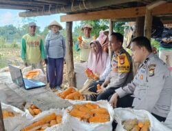 Panen Raya Jagung, Polsek Somba Opu dan Petani Bersinergi Wujudkan Ketahanan Pangan
